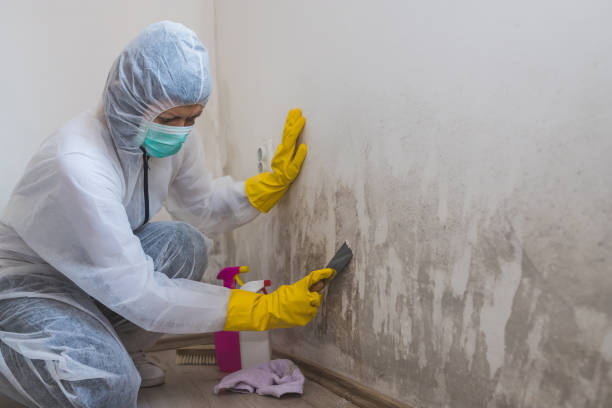 Mold Documentation for Insurance Claims in Colorado Springs, CO