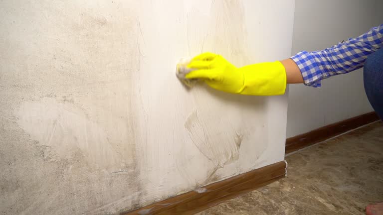Best Comprehensive Air Testing for Mold Contaminants  in Lorado Springs, CO