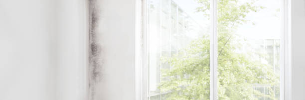 Best Mold-Related Health Consultation  in Lorado Springs, CO