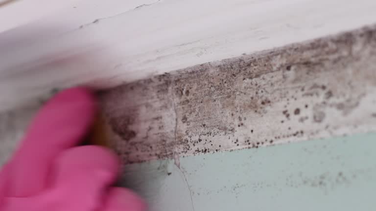 Trusted Colorado Springs, CO Mold Removal Experts